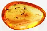 Fossil Dark-Winged Fungus Gnat Swarm (Sciaridae) In Baltic Amber #372624-1